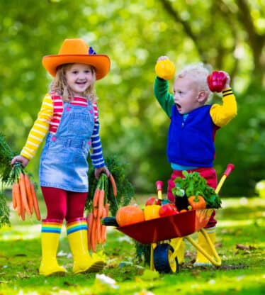 Two children picking fresh vegetables on organic bio farm. Kids gardening and farming. Autumn harvest fun for family. Toddler kid and preschooler play outdoors. Healthy nutrition for child and baby.