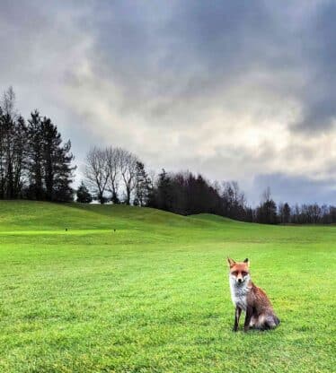 Exterior golf fox
