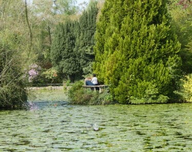 Garden, Ireland's Ancient East, Flowers, japanese