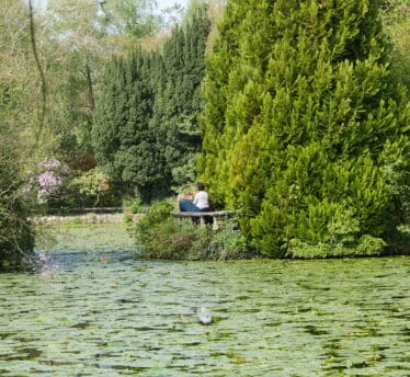 Garden, Ireland's Ancient East, Flowers, japanese
