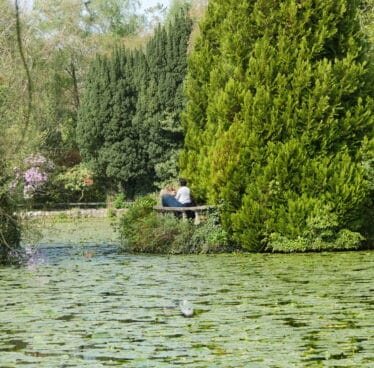Garden, Ireland's Ancient East, Flowers, japanese