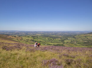 Hiking in Mount Leinster 