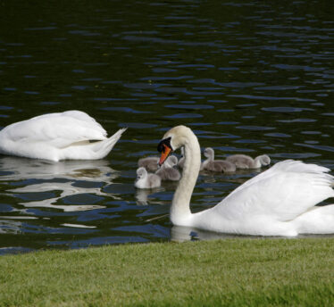 Mount-Wolseley_0073