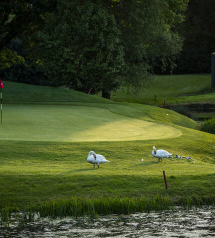 Aerial Lake Swans